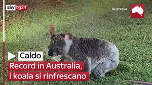 Clima, in Australia popolazione dei koala scesa del 30% in 3 anni