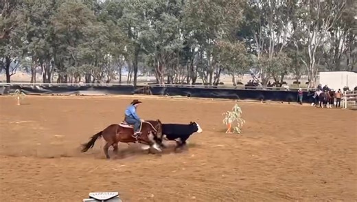 24K views · 289 reactions | MAN FROM SNOWY RIVER OPEN CAMPDRAFT Mr consistent Kneipps Ransom & Morgan Webb the bridesmaid in the OPEN for the 2nd consecutive year. Yet another 90 (22 64 4) saw then share 2nd position with 2 others. Tomorrow Ransom heads north to Jon Templeton to prepare for next month's Willinga Park Gold Buckle.  www.kneippsransom.com.au | Select Sires | Facebook