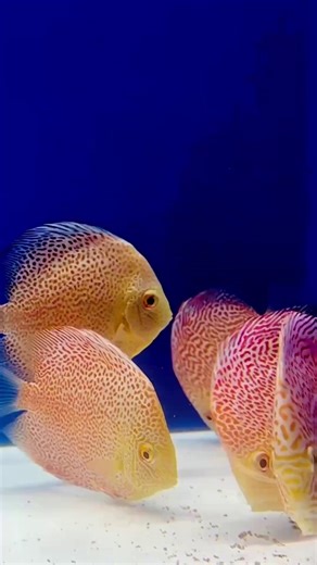 Feeding time never gets old! These discus are just too fun to watch… and yes, you can find beauties like these on our website! #DiscusFish #AquariumLife #FishFeeding #FishTok #DiscusLovers | Golden State Discus