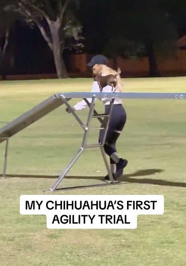 My Chihuahua's First Agility Trial: A Proud Moment