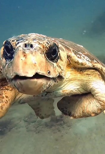 This is one of my favorite moments with a loggerhead sea turtle or any sea turtle actually! They can be so curious, they come right up to you, and they’re not scared at all! Sometimes when you’re a hunting the invasive lionfish, you get dinner, and a show! #loggerheadturtle #forceescuba #gopro #halcyondivesystems #shearwaterdivecomputer #foldspear #gopro10 #zookeeperlcu #lionfish #lionfishextermination