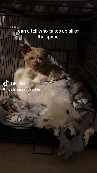 #follow #foryoupage #foryou #maltese | maltese dog