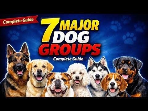 The 7 Types of Dogs (and Why They Matter)| Types of breed dogs