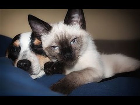 Détente Et Sommeil Animaux ♫ Douce Musique Relaxante Et Rivière ♫ Pour Chiens & Chats Agités ♫ 1H
