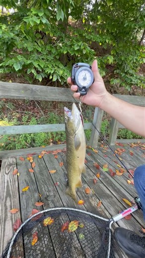River fishing for salmon using spinners! #salmon