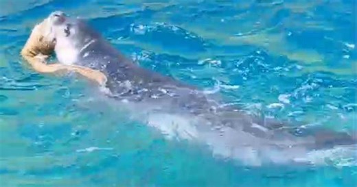 Nuovo avvistamento di una foca monaca: il video mentre mangia una murena nel mare di Ischia