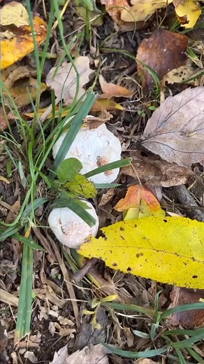 One of my favorite foraged foods: Shrimp of the Woods or aborted entoloma. 🍄‍🟫 Eating wild edibles is how I connect with the land. Always make sure you know 100% what something is before you harvest! There are not a lot of mushrooms that I feel comfortable with, but this is one of them. #shrooms #mushroomhunter #wildedibles #forage #foragedfood #herbs #herbalism #herbalist #homestead #forestfood #herbal #foraging | Wild Woman Medicine at the Barefoot Medicine Farm