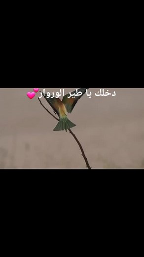 Field of Birds على TikTok