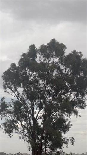 This is the wind we are currently dealing with in Northern Country, which is bringing dry storms, lightning and unpleasant conditions. Please make sure you have a plan ready and charge your phone, follow the Vic Emergency app, listen to a radio if that’s your preferred method, follow the emergency services on the socials and please check on any elderly you know. Also a HUGE thanks to all the services out there in these shitty conditions at Mount Lawson and Longwood. Stay safe 💙❤️ | Rochester Co