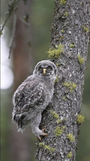 Great Gray Owlet Enters the "Branching" Stage | #AudubonTakeover with ⁨‪@clarkfamilycreations931‬