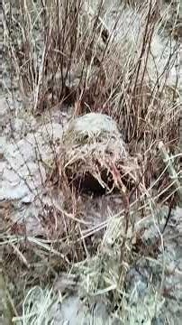 Some of my raspberry (floricane-fruiting) growing "hacks" or tips