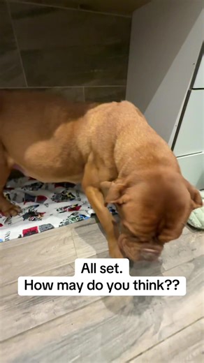 Willow's Welping Box: How Many Puppies Will She Have?