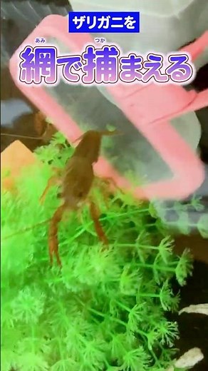 ザリガニを網で捕まえるよ～ #青いアメリカザリガニ #crayfish #水替え
