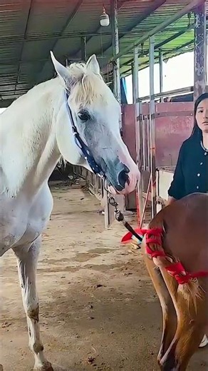 Raising Horses in a Calm Natural Life 16