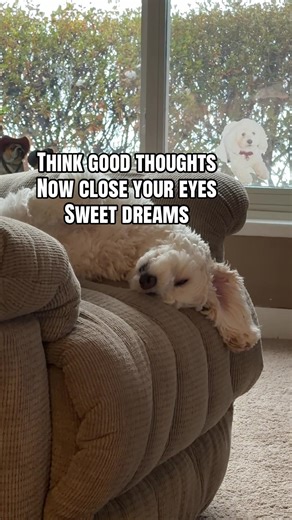 Sweet dreams with Bubbles #dogsofttiktok #cockapoo #winter #rest