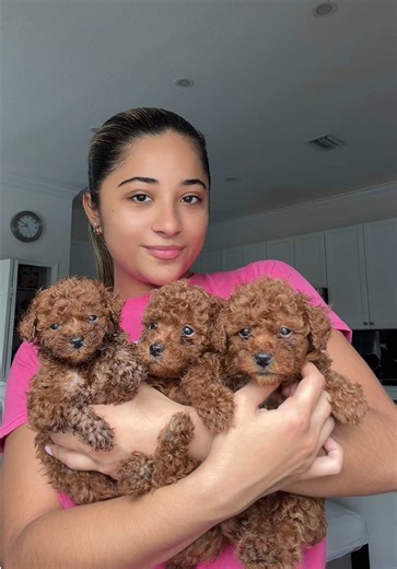 Your sign to get one #toypoodlesoftiktok #toypoodle #toypoodlepuppy #redtoypoodle 💙💗