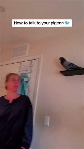 A guide to pigeon communication.