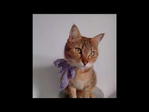 Feline fine - Pussycat Bow Cat Necktie