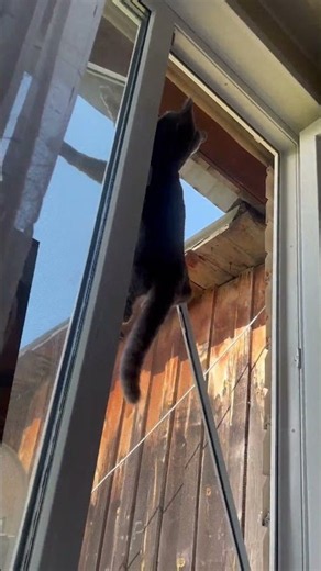 Cat Breaks Window Screen and Tumbles Into the Yard