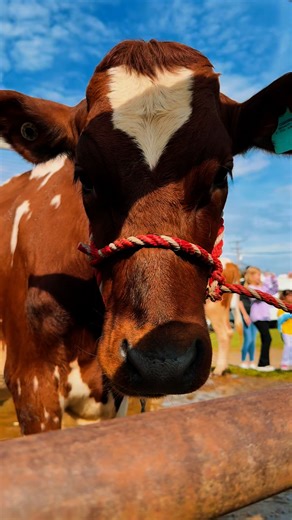 13K views · 335 reactions | Only 365 days until Fair 2026!  | The Great Geauga County Fair | Facebook