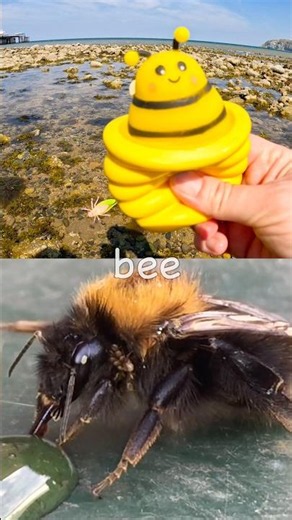Kids Learn | Bug Insect Names by the Pier: Cicada Bee Grasshopper Weevil Praying Mantis