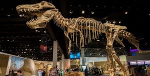 Alberta museums offer virtual tours during pandemic | News