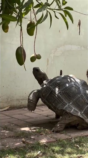 This turtle is having a little bit of trouble…￼
