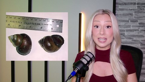 Invasive Chinese mystery snails found in Missouri lake