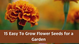 15 Easy Grow Flower Seeds for a Garden