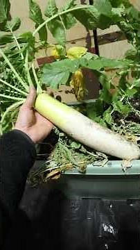 Tips for growing vegetables in pots: Bigger is better 1:39 #homegardening #agriculture