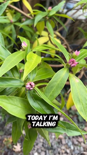 Falling Water Gardens on Instagram: "🌺 Meet the Perfume Princess® Daphne (Daphne x ‘DapJur01’)! The champion of early and long blooms among daphnes, boasting sun and heat tolerance. Marvel at the large clusters of deep pink buds that transition to blush pink blooms with a delightful, soft citrus fragrance, maturing to white. 🌸 Perfect for placing near windows, entryways, or pathways with its upright and gently arching form. Plus, it’s evergreen! 🌿 Bloom Time: Mid-winter to spring 🌿 Evergreen
