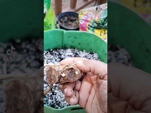 How to Plant Awapuhi Shampoo Ginger lily plant tutorial | Planting guide