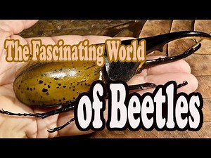 "The Fascinating World of Beetles: A Close-up Look at These Incredible Insects"