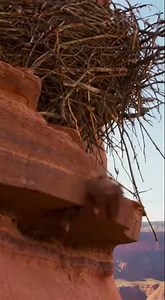 Mountain Lion vs. Wolf: The Canyon Cliff Battle! ⛰️🐺 #Wildlife #Nature #Battle #Animals