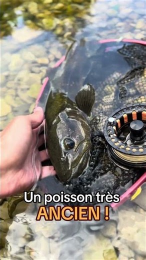 Un poisson RARE et ANCESTRALE ! C’est incroyable ! #fishing #fish #pêche #nature