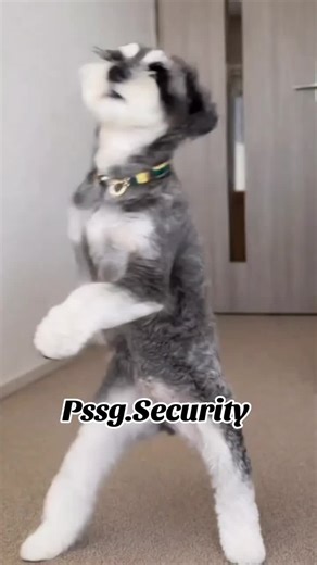 🔱Pssg -Security🔱 (@pssg.security)’s videos with Originalton - 🔱Pssg -Security🔱