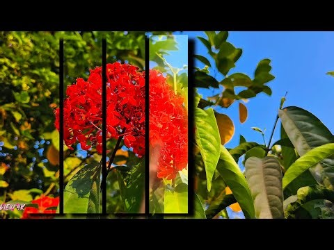 Flower 4K Nature Video - Healing and Meditation Music #youtube #nature #video