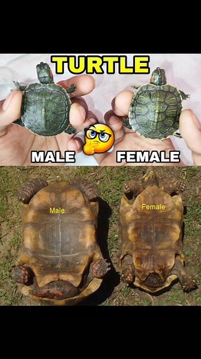 🐢 Turtle Sex Differences 🐢 1️⃣ Male: Concave plastron, longer/thicker tail, cloaca farther from shell. 2️⃣ Female: Flat plastron, shorter/thinner tail, cloaca closer to shell. Helps in identification and proper care. | CultivateCraft Tips