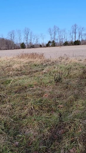 Exploring a Majestic Whitetail Buck in Its Natural Habitat