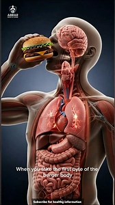 What Happens Inside Your Body After Eating a Burger? 🍔 (Real Science!) #food #health #facts
