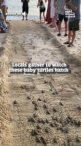 1.4M views · 10K reactions | Slow and steady wins the race to the ocean!  #Turtles #BabyTurtle #Sea #OceanLife #Ocean #Animals | Fur Family | Facebook