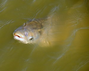 Biggest Catch of the Day: Monster Size Catfish Caught on Video