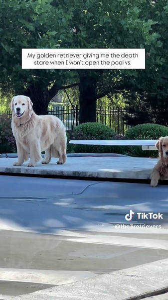Golden Retriever Playing by the Pool