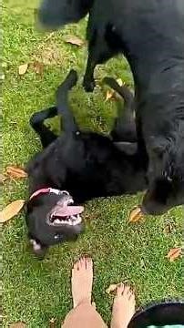 ASMR…👅👅Lucky & Coco’s Epic Play Fight!😂🤼‍♂️