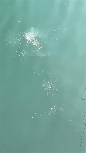 潮が悪い日にどれだけマキエサを撒いても、海からの反応が返ってこないもどかしさは、釣り人なら誰もが経験する壁です。