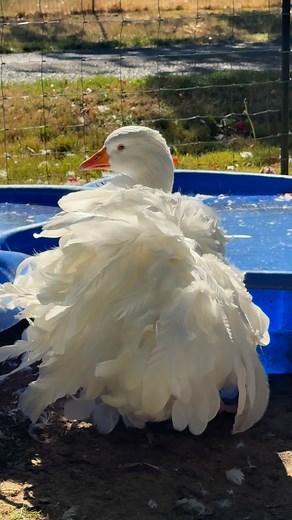 Sebastopol Geese are an ornamental breed known for their long beautiful feathers. My geese are my beloved pets and I adore them. They are my “babies” and all have names and their own personalities. For several of them, I was the very first thing they saw when they hatched into the great big world. They are imprinted to me, trust me and follow me around like little fluffy puppies. Some people assume that because they are a “farm animal” their feathers must be used for something or that they will 