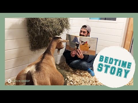 Pregnant Goat Gets a Bedtime Story