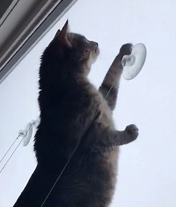 239K views · 4.2K reactions | Celebrating #NationalPetDay with this countdown of hilarious pet fails!  | America's Funniest Home Videos | Facebook