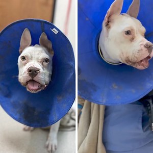 After brutalizing her to her breaking point, Selena’s cruel abuser abandoned her on the streets with broken bones and maggot-infested wounds. This poor girl had been subjected to endless violence until her tormentor decided they’d had their fill and dumped her like trash. Selena was recently discovered wandering the streets near our shelter. Our only clue to her past was her battered body. We have not given up the search for the cruel individual responsible for Selena’s pain, but this poor girl’