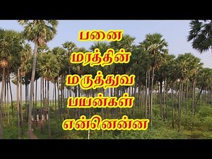 Panai maram | Palm tree | பனை மரத்தின் பயன்கள் என்ன